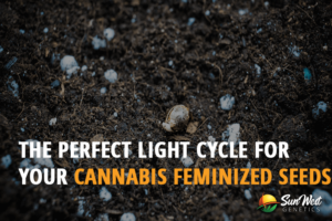 the perfect light cycle for your cannabis feminized seeds