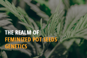the realm of feminized pot seeds genetics