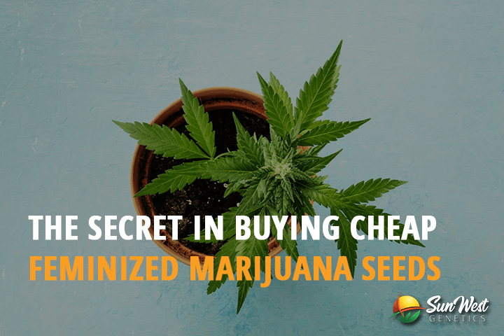 the secret in buying cheap feminized marijuana seeds