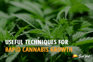 useful techniques for rapid cannabis growth