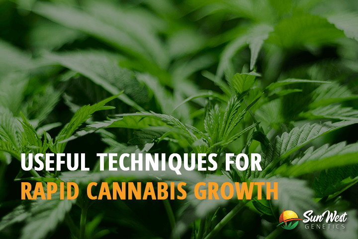 useful techniques for rapid cannabis growth