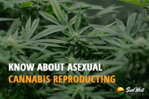 what growers ought to know about asexual cannabis reproduction