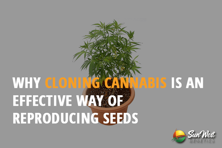 why cloning cannabis is an effective way of reproducing seeds