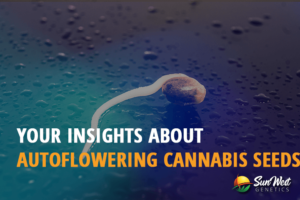 your insights about autoflowering cannabis seeds