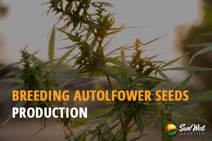 breeding autoflower seeds production
