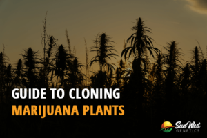 guide to cloning marijuana plants