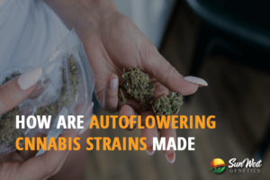 how are autoflowering cannabis strains made