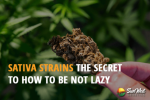 sativa strains the secret to how to be not lazy