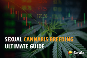 sexual cannabis breeding ultimate guide