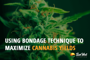 using bondage technique to maximize cannabis yields