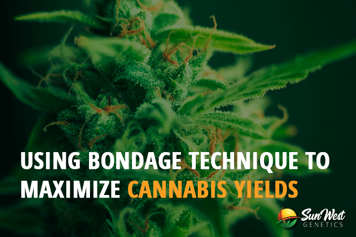 using bondage technique to maximize cannabis yields