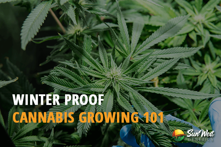 winter proof cannabis growing 101