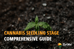 cannabis seedling stage comprehensive guide