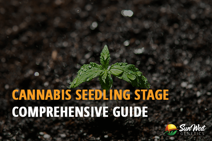 cannabis seedling stage comprehensive guide