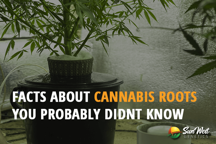 facts about cannabis roots you probably didnt know