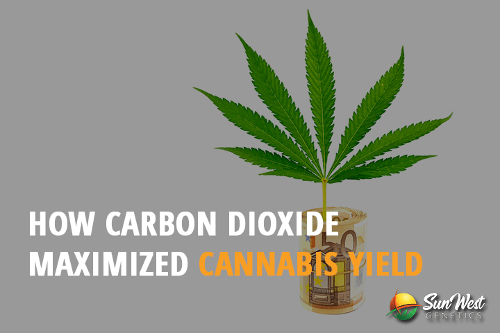 how carbon dioxide maximizes cannabis yield