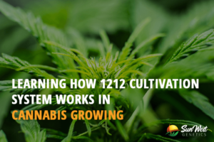 learning how 1212 cultivation system works in cannabis growing