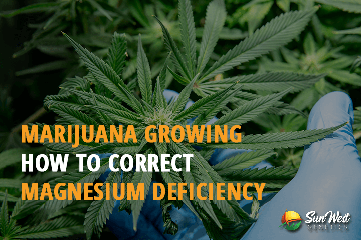 marijuana growing how to correct magnesium deficiency