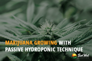 marijuana growing with passive hydroponic technique