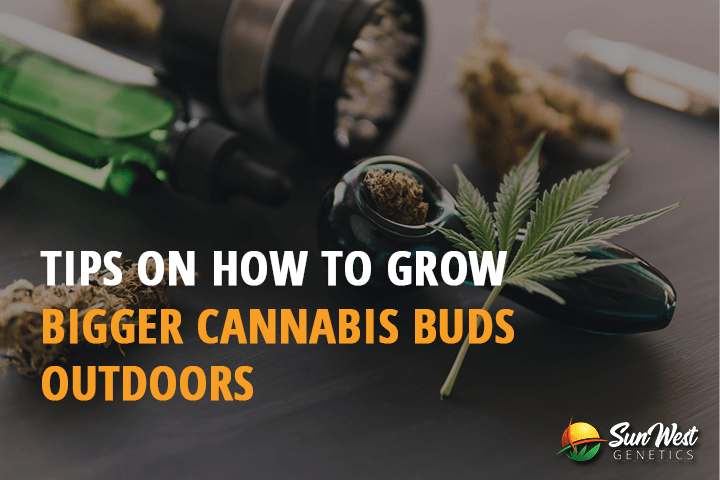 tips on how to grow bigger cannabis buds outdoors