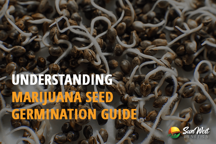 understanding marijuana seed germination guide