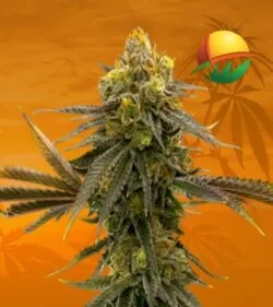 ACDC cbd min 1