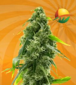 AK 47 autoflower min 1