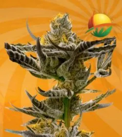 Afghan Kush fem min