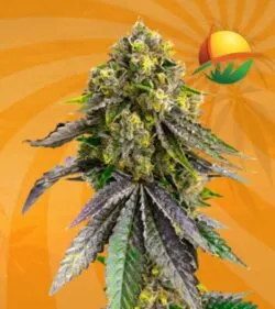 Afghan autoflower min