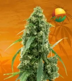 Alien Gorilla Glue Fem min