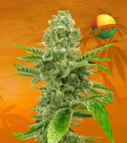 American Haze California Haze min