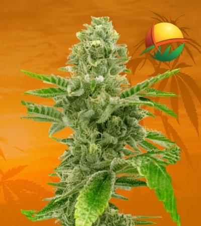 American Haze California Haze min