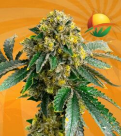 Amnesia Haze fem min