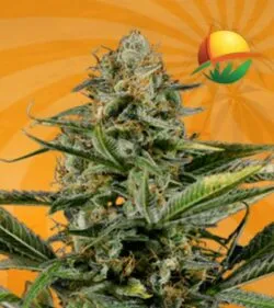 Amnesia Kush min 1