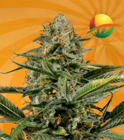 Amnesia Kush min 1