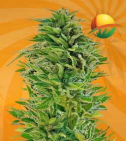 Amnesia Lemon fem min