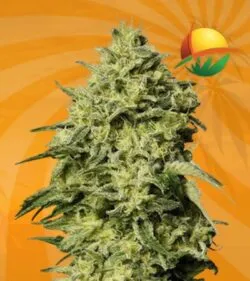 Amnesia autoflower min