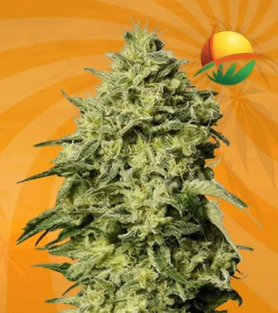 Amnesia autoflower min