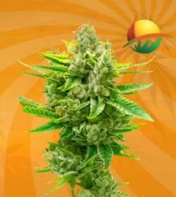 Auto CBD Critical Mass min