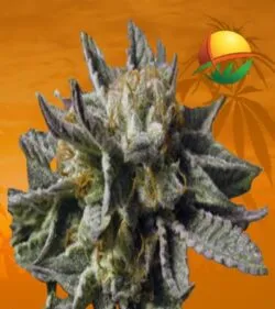 BC God Bud REg min