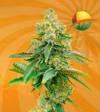 BUbble Gum haze fem min