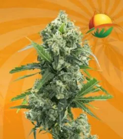 Banana Kush autoflower min 1
