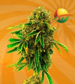 Banana Kush fem min
