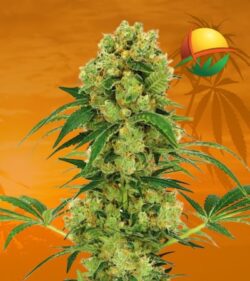 Big Bud FEm min