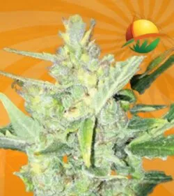 Big Bud Fast Version min 1
