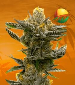 Black Demon Og Fem min