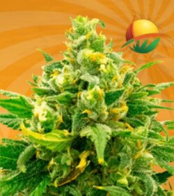 Black Domina fem min 1