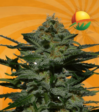 BlackBerry autoflower min