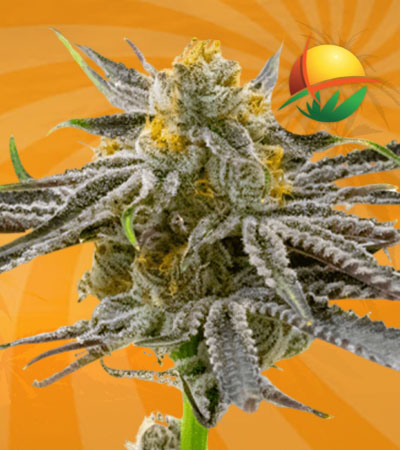 Blood diamond og