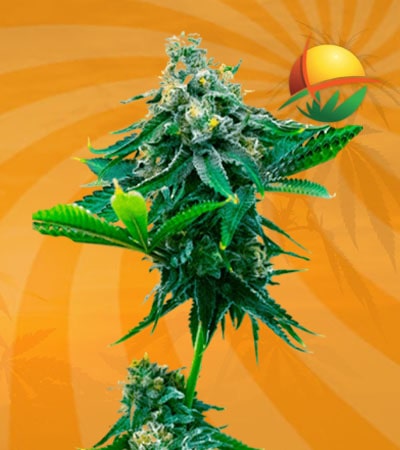 Blue Amnesia autoflower min